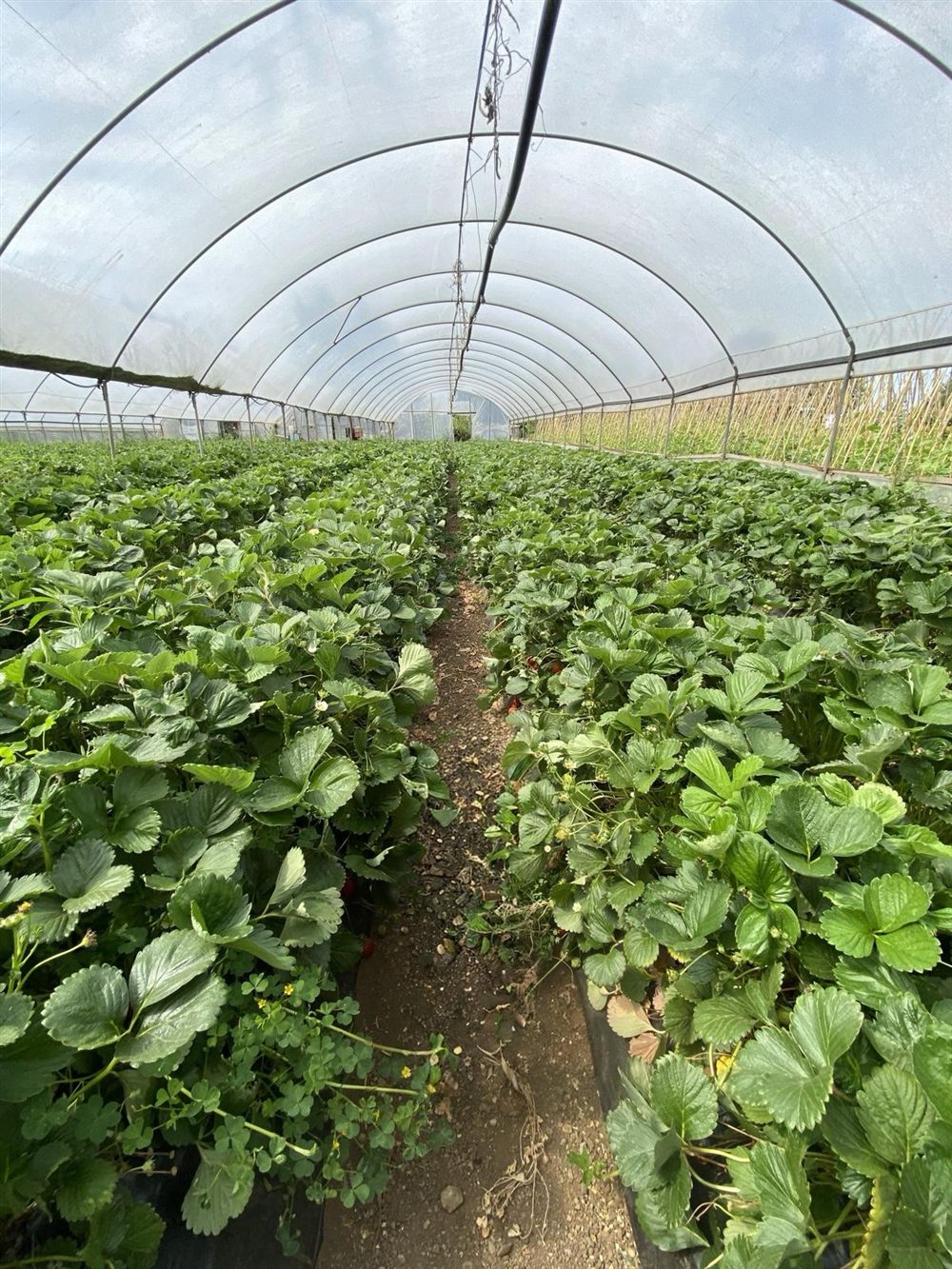 Fragole coltivate in serra, pronte per la raccolta